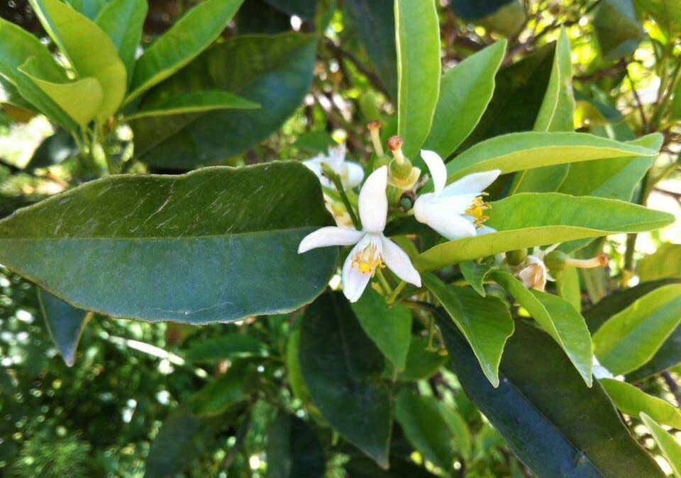 Orange Blossom in Crete, April 2013